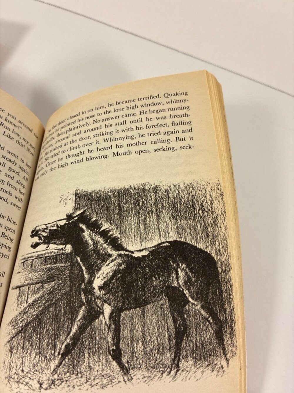 Vintage Marguerite Henry Horse Books Lot of 5 Aladdin Paperbacks 1991-1993 - Picture 10 of 13